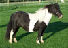 shetland mares